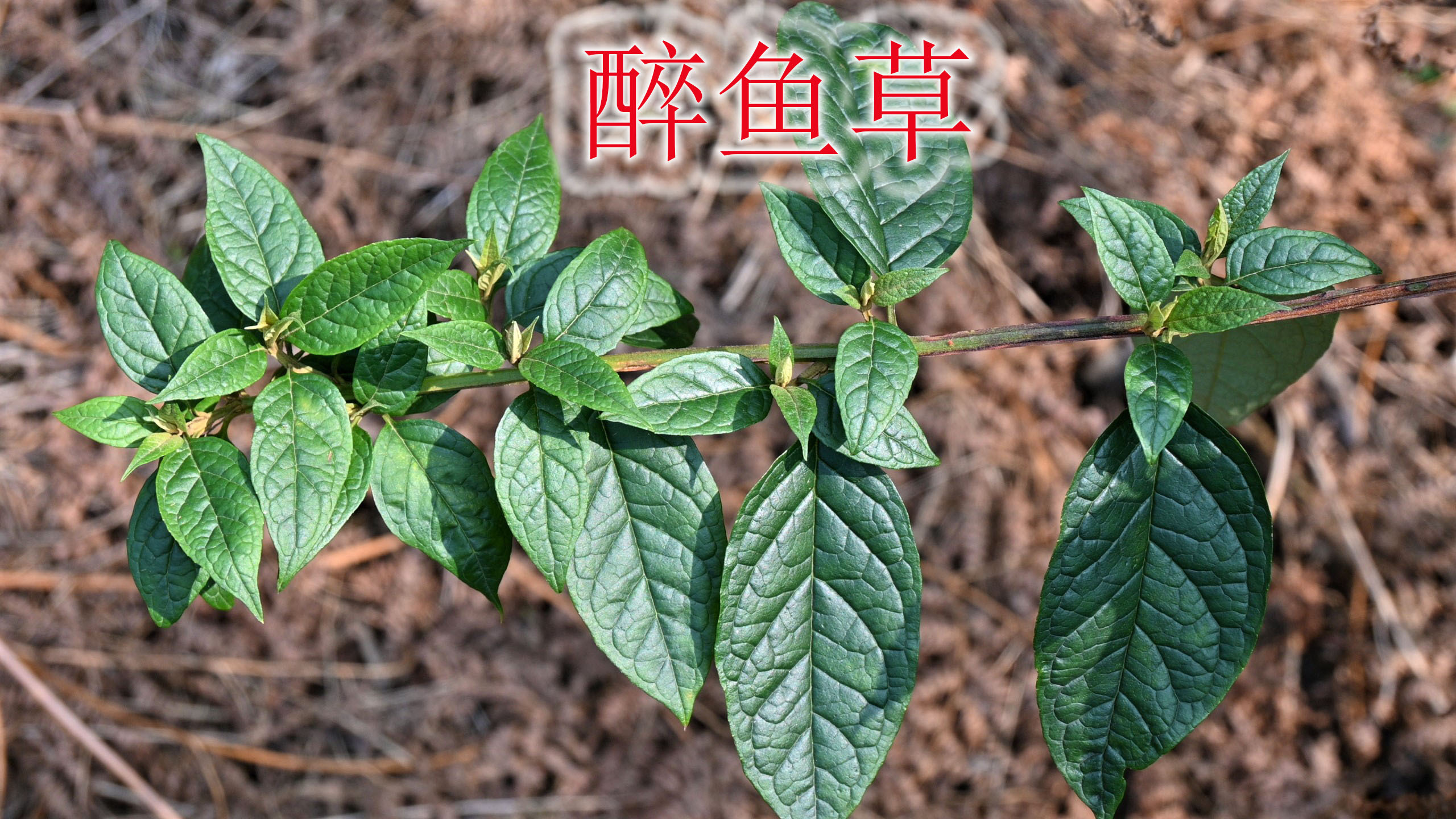 植物“醉鱼草”别有意思!因麻醉“鱼”得名,有哪些用途与价值?