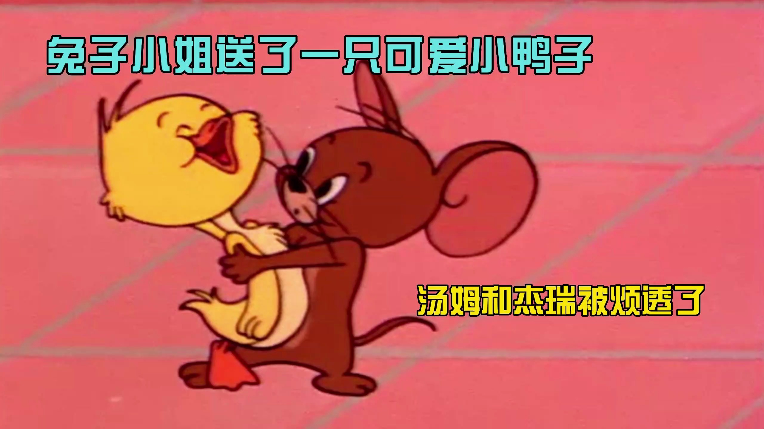 猫和老鼠:兔子小姐送了一只可爱小鸭子,汤姆和杰瑞都被烦透了