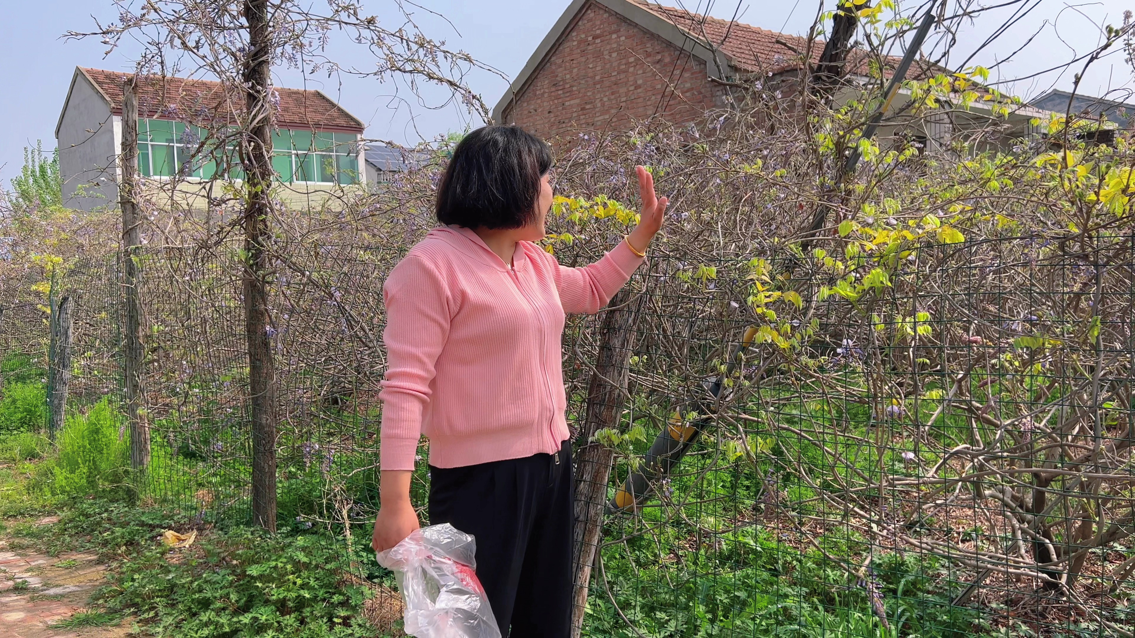 家里的桐花菜开了 去邻居家菜园摘一盆蒸着吃 住娘家的日子真开心
