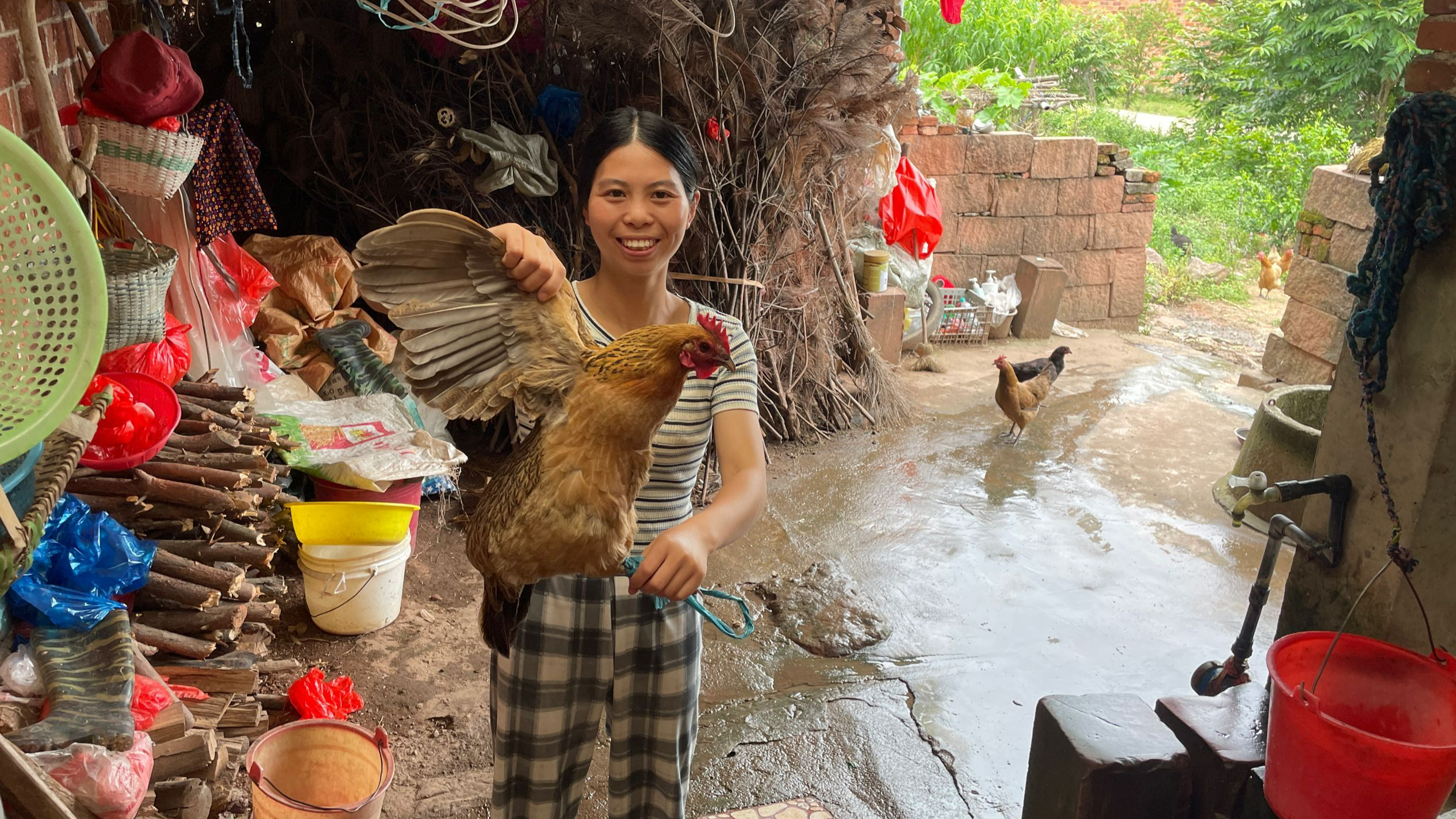 农村养了5年的土鸡,小秀两三下就处理好了,看看这鸡怎么样?