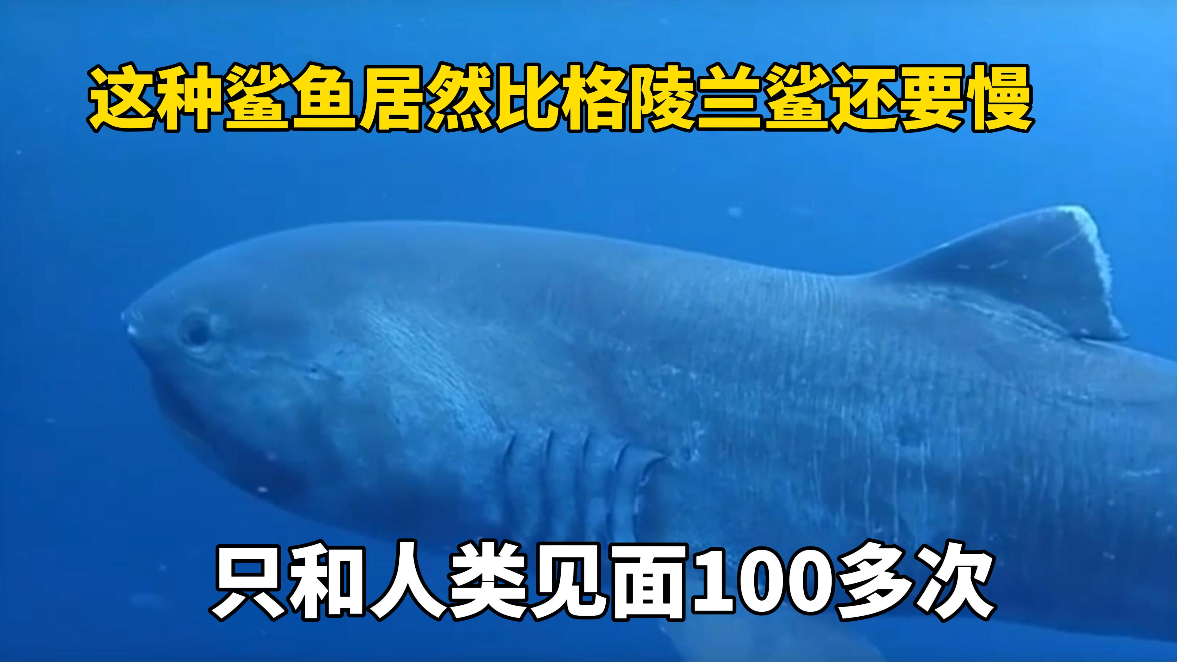 这种神秘的鲨鱼游得比格陵兰鲨还慢,只和人类见面一百多次