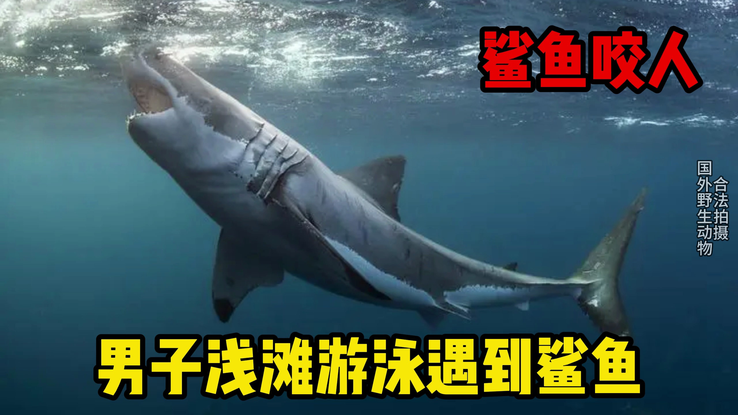 鲨鱼咬人!男子在浅滩游泳遇到鲨鱼,遭遇鲨鱼袭击的他最终会怎样