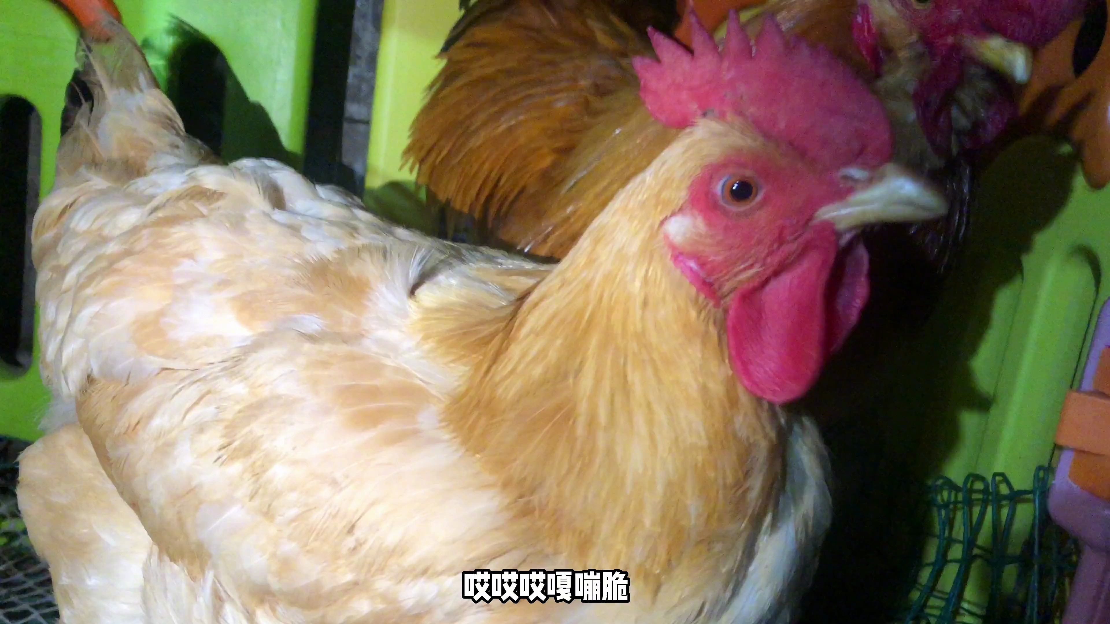 给公鸡投喂烘干的面包虫,一口一个嘎嘣脆,小鸡吃的很过瘾