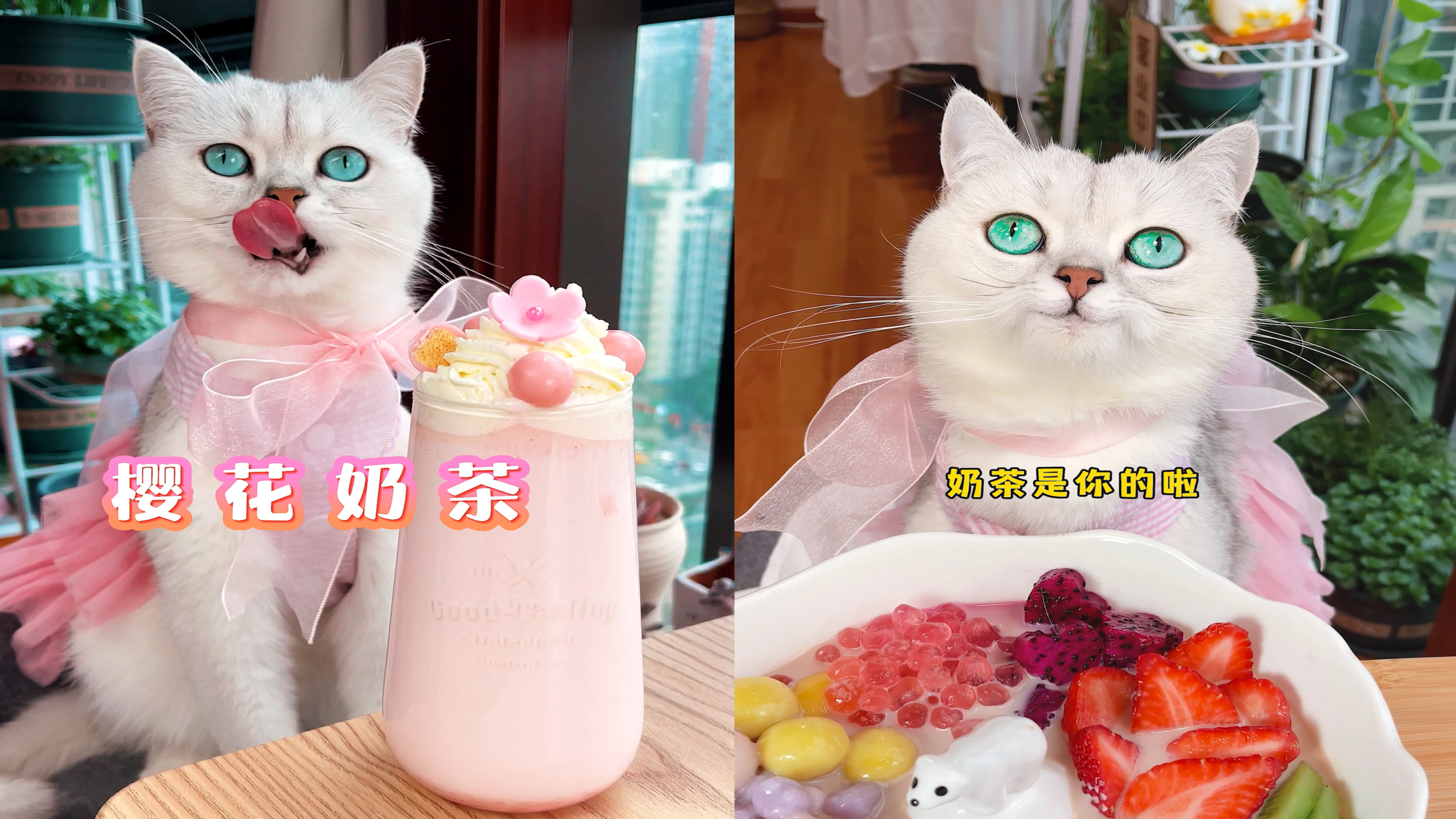 这猫会做粉嫩的樱花奶茶和奶茶火锅?还偷吃?太萌了!颜值巨高!