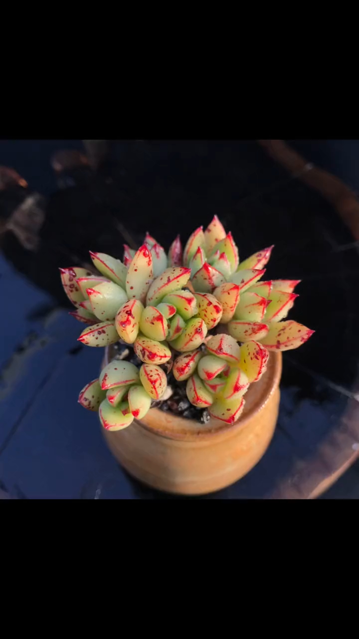 多肉植物基地 黄金雨