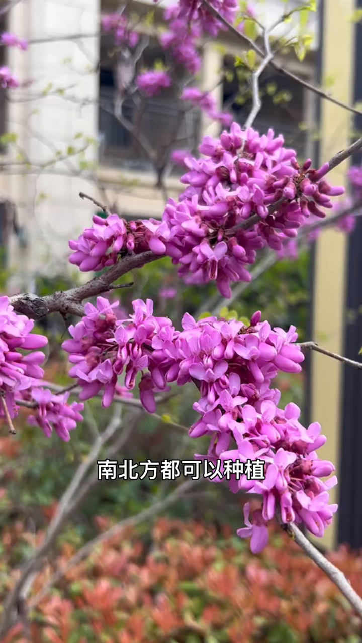 紫荆花又名满江红,因为它开花满枝繁花,花期长,耐寒又耐热,南北方都