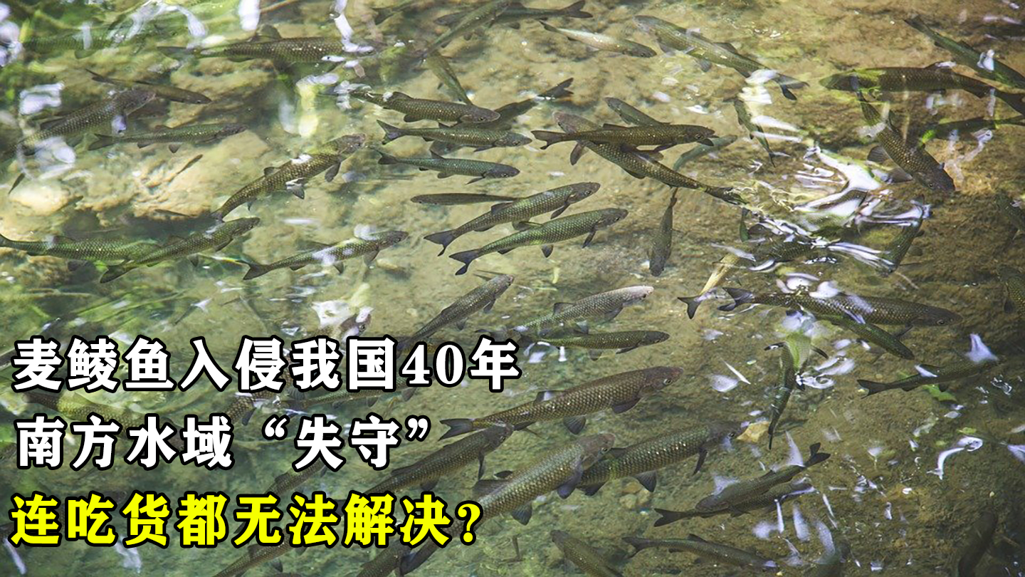 麦鲮鱼入侵我国40年,南方水域陆续“失守”,连吃货都无法解决?