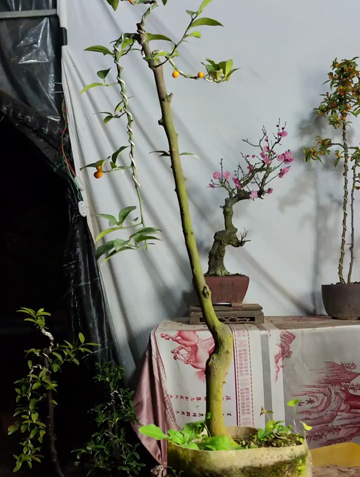 单杆文人盆景制作与造型,盆景艺术-度小视