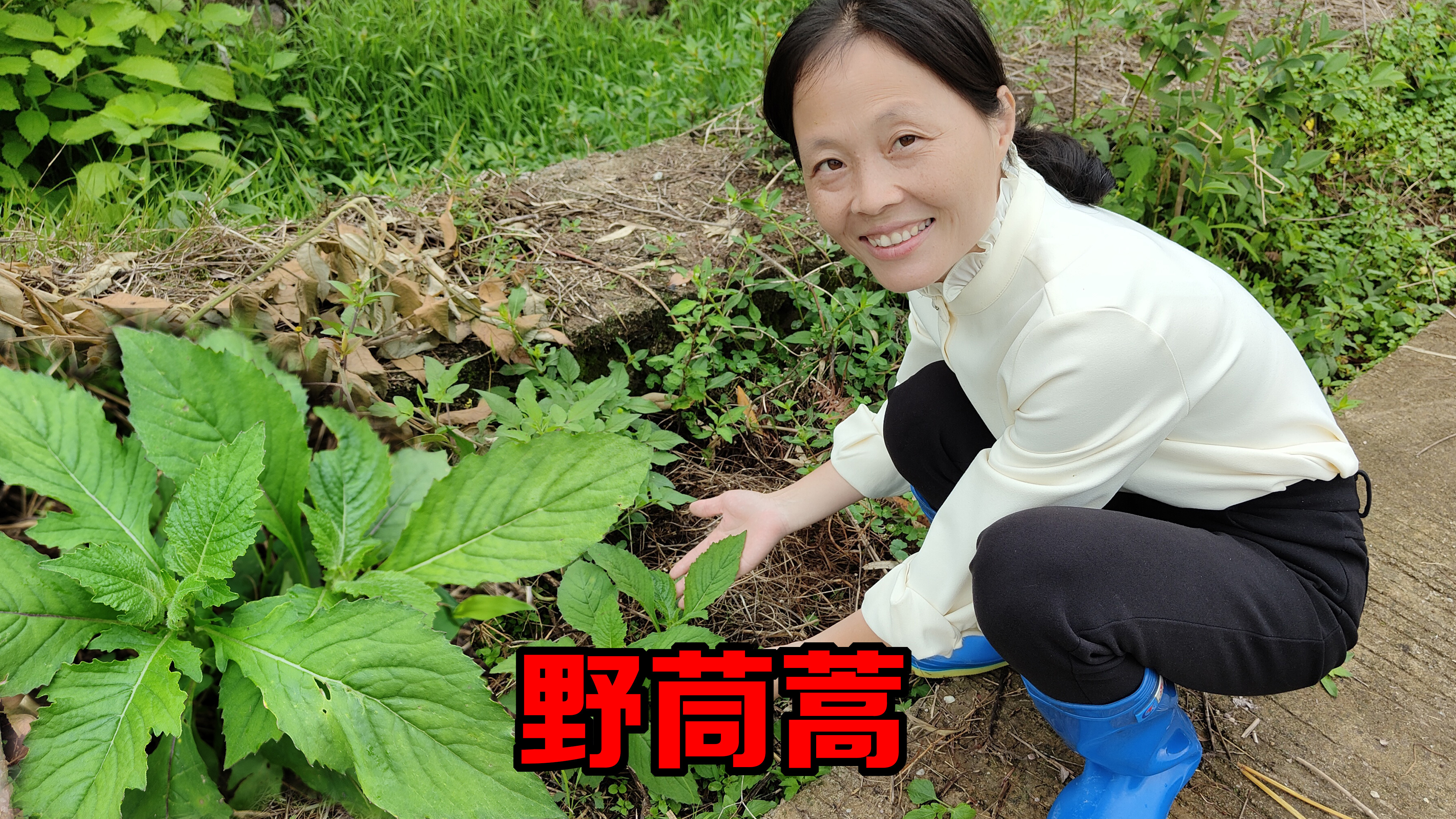 农村明星野菜你吃过吗?被称为“革命菜”,用来凉拌美味又爽口!
