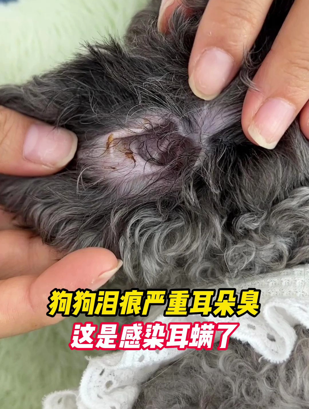 狗狗泪痕严重耳朵臭,有可能是感染耳螨了!
