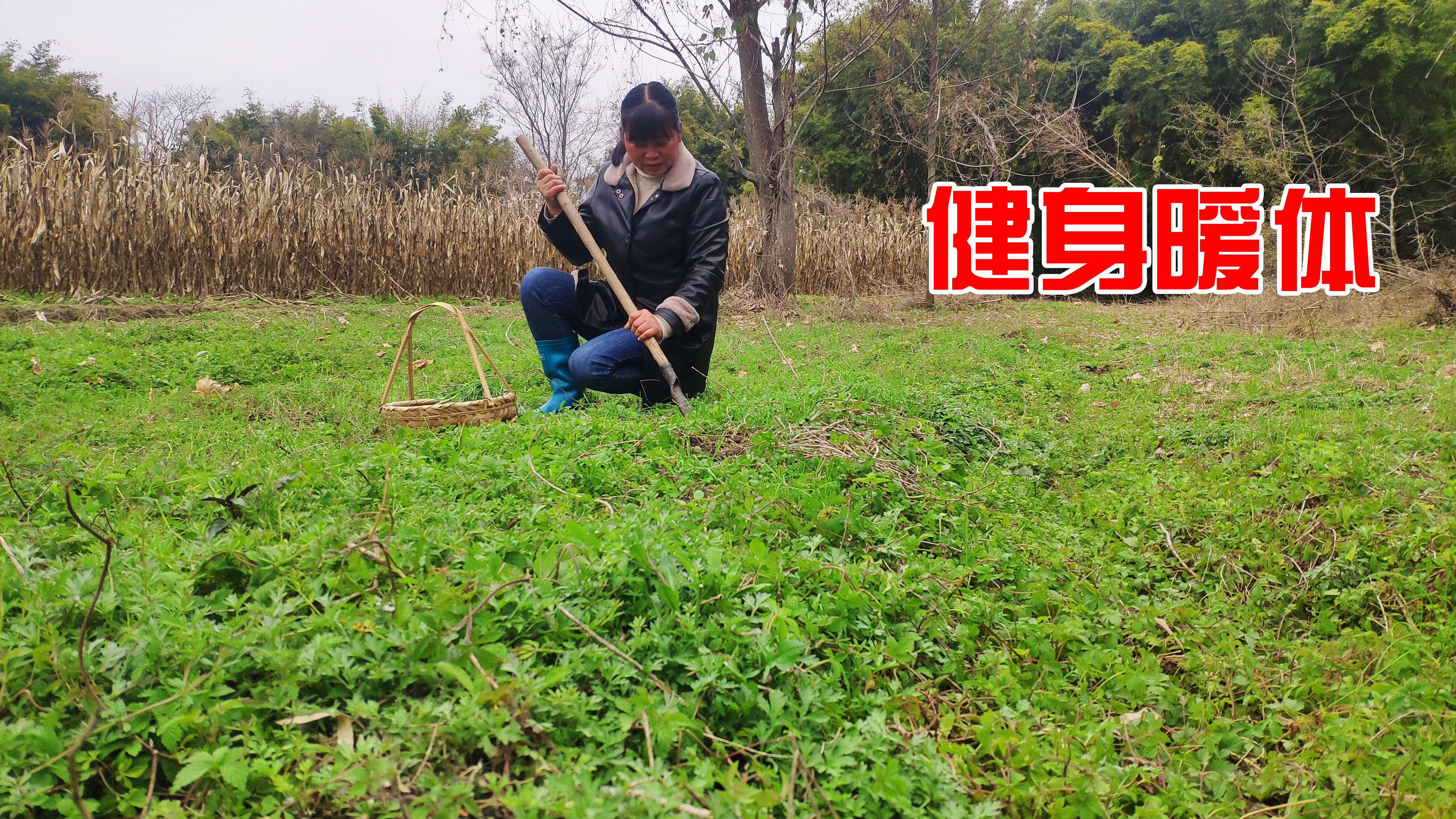 农村有种像葱又像韭菜的补身野菜,卖30元一斤还很抢手,你认识吗