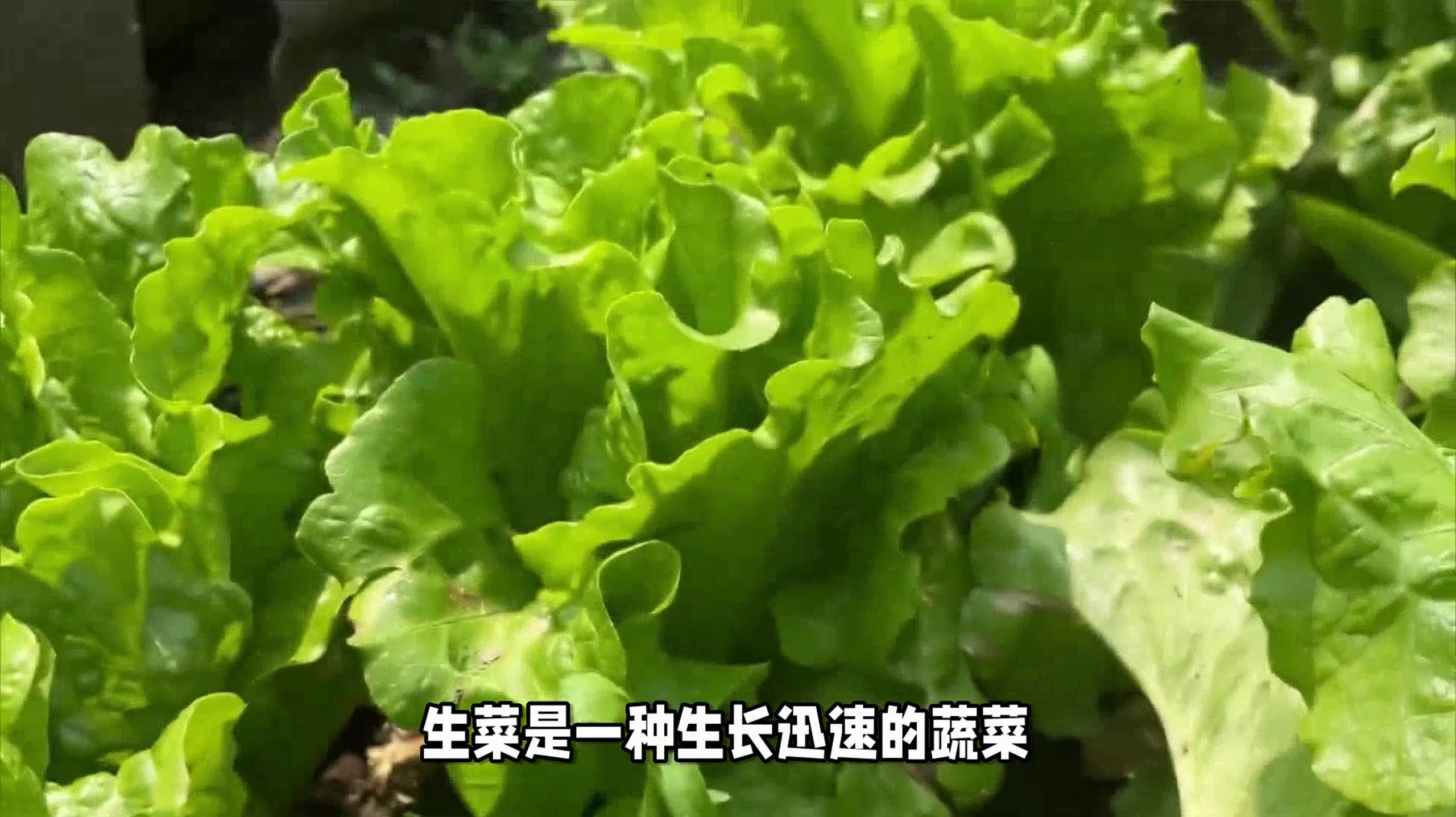 立秋种什么菜蔬菜最合适