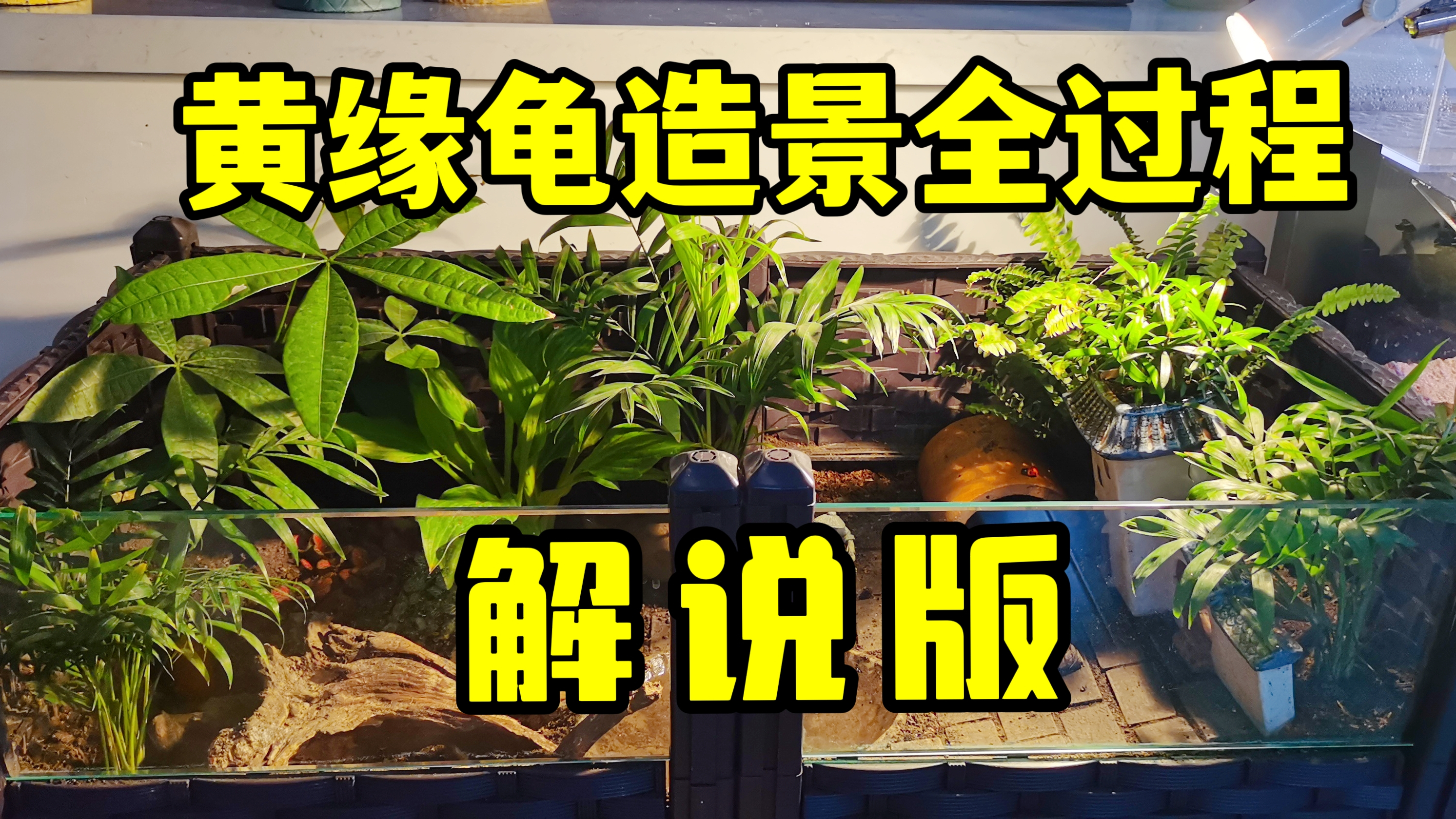 80cm种植箱黄缘龟造景全过程讲解,女龟友的黄缘造景就是精致!