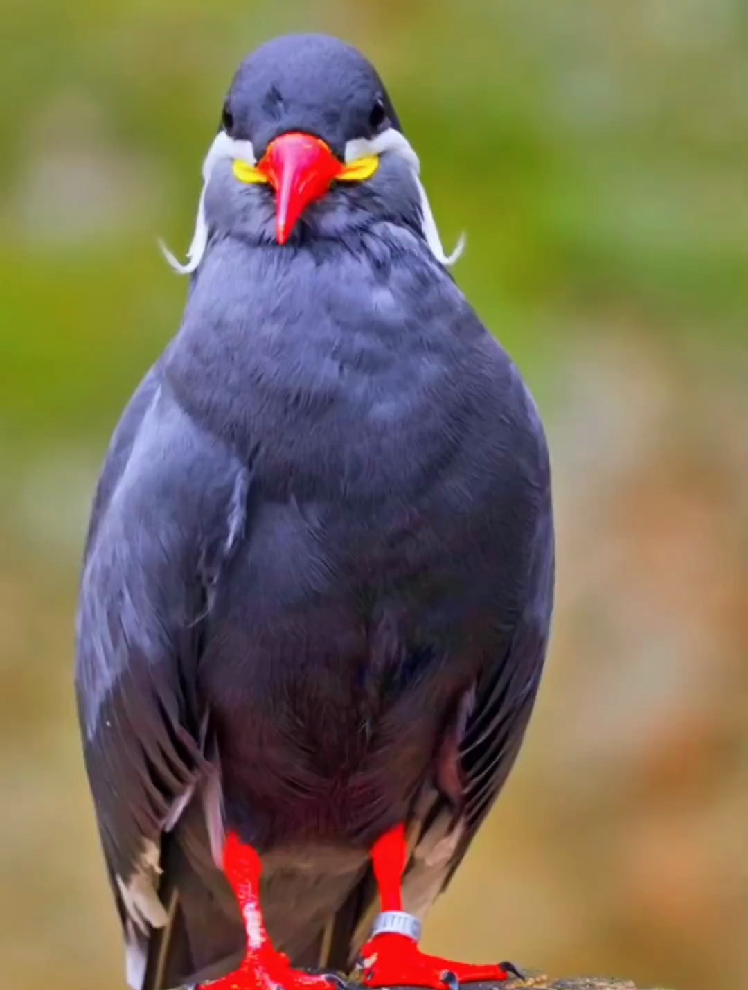 红嘴红脚白胡须,披一身高级蓝灰色的羽毛,这就是印加燕鸥