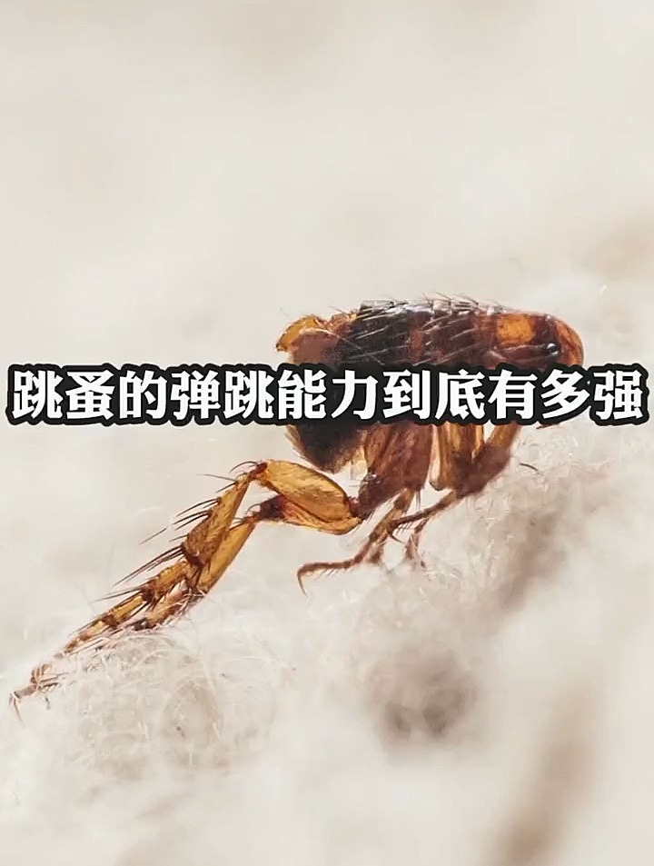 跳蚤的弹跳能力到底有多强?