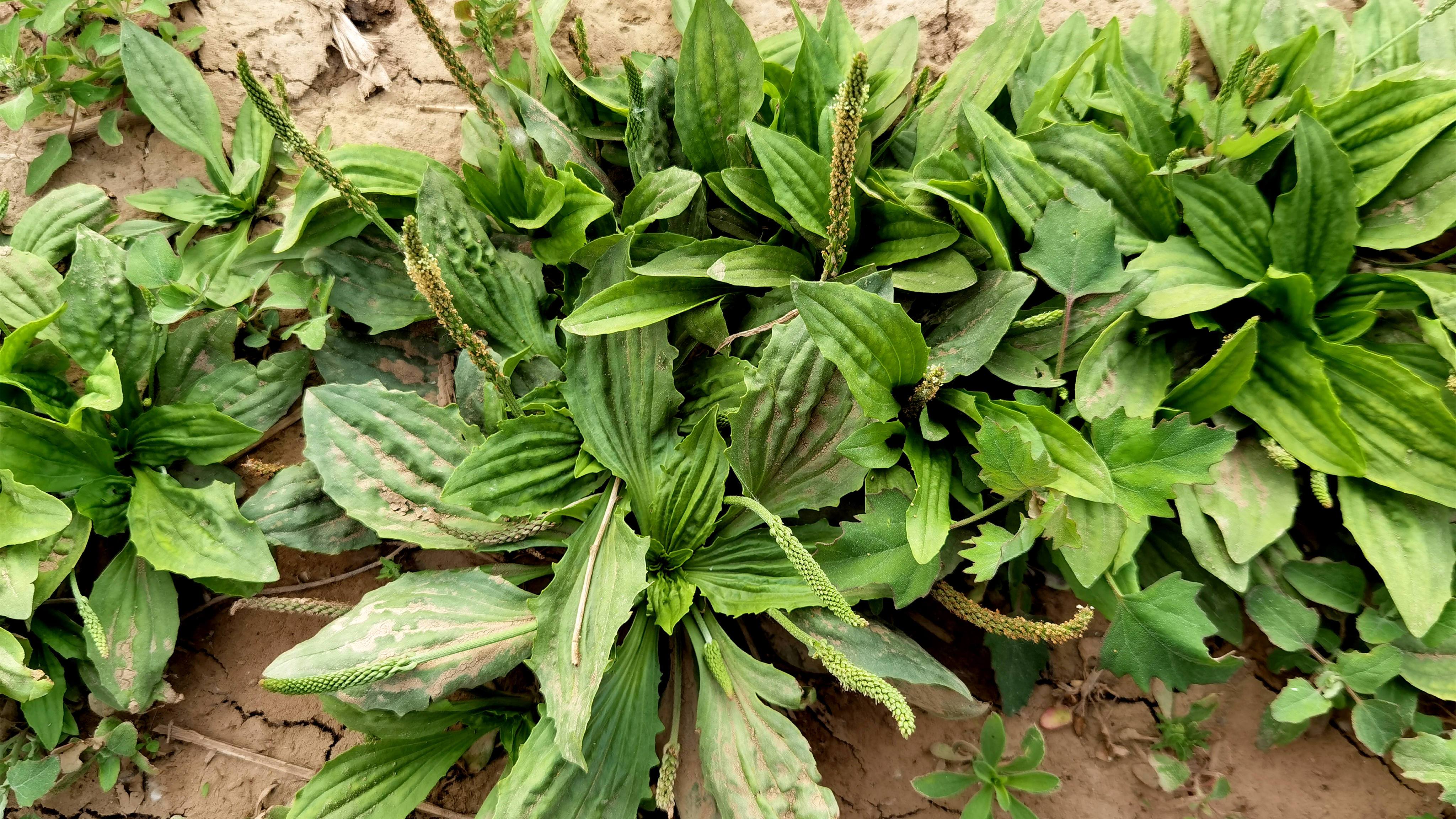 农村野菜车前草，又叫牛舌草，食用价值高，摘回家随手一炒，真香