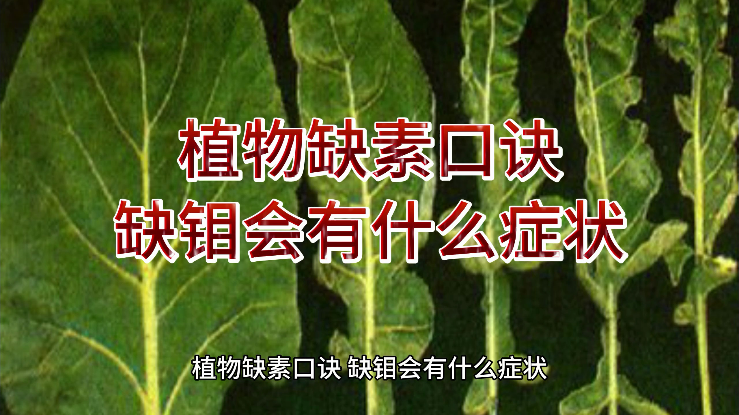 植物缺素口诀,缺钼会有什么症状,我们一起来了解吧