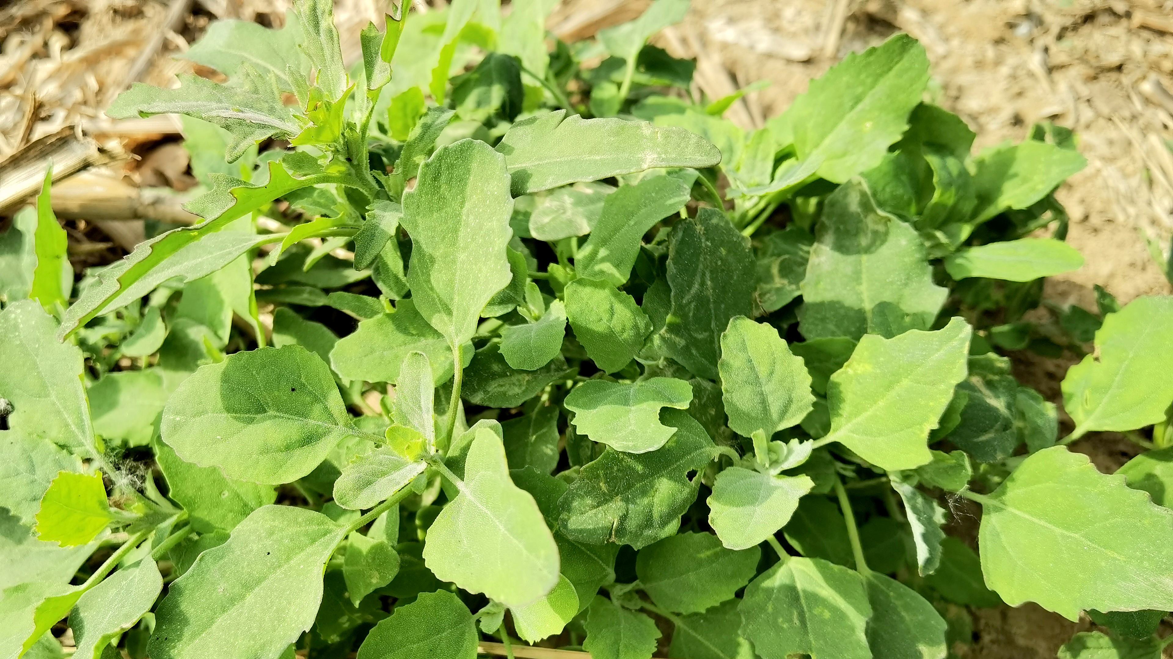 5月灰灰菜最鲜嫩,却常被当成野草,教你特色做法,吃一次就难忘
