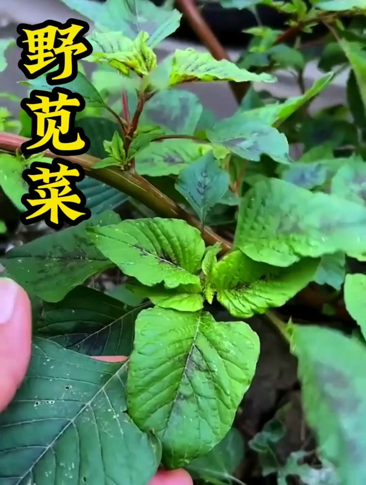 野苋菜真的太好吃了,小时候总吃都不腻