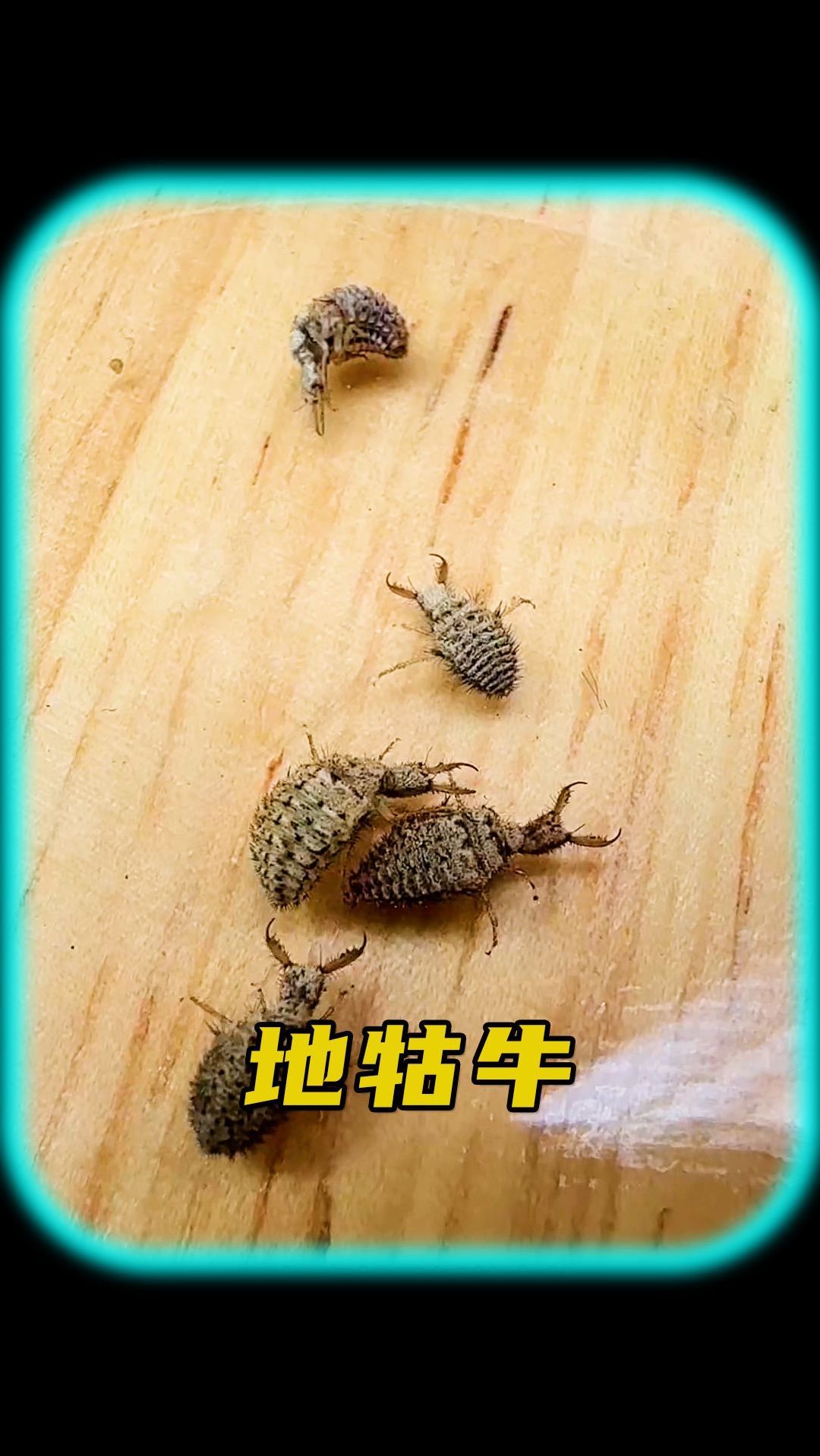 小时候玩过的地牯牛