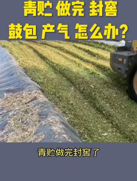 青贮做完封窖,鼓包产气怎么办?