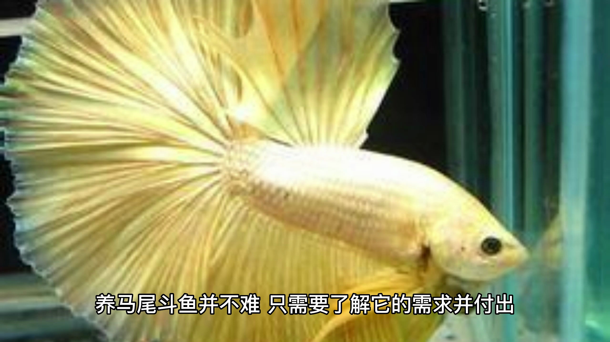马尾斗鱼怎么养?