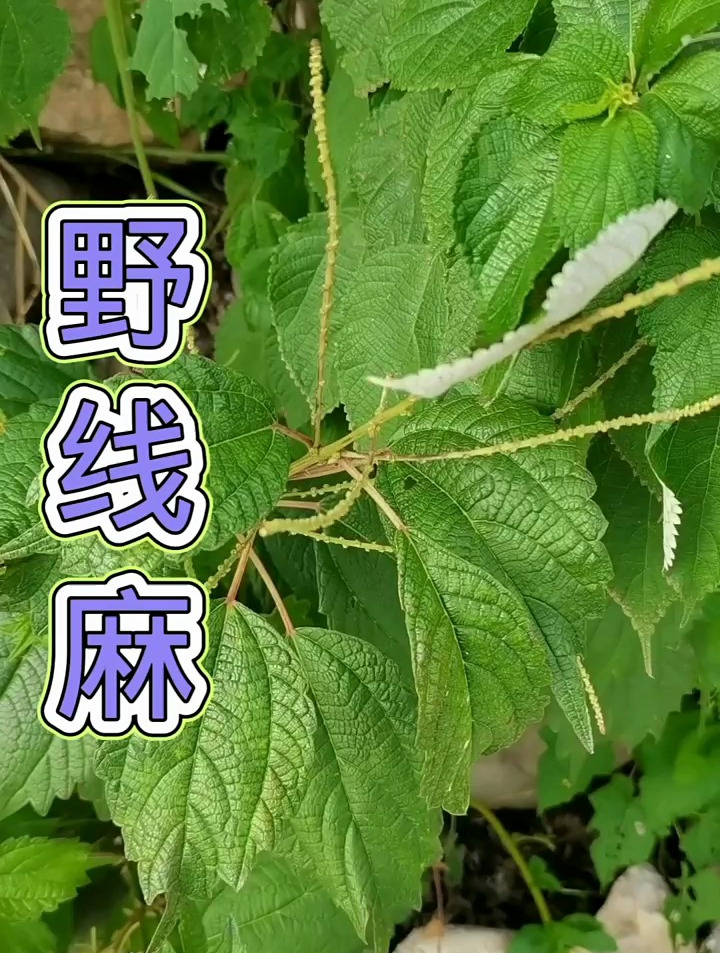 植物科普:野线麻,多年生草本植物,茎高一到一点五米!