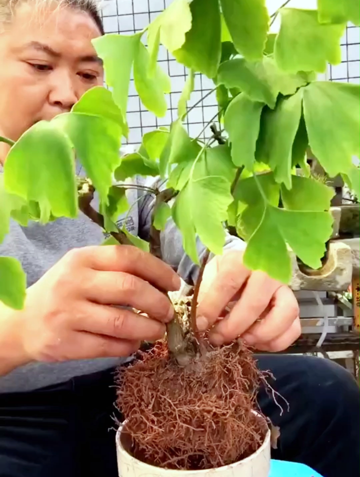 路边挖棵小银杏给它修剪上个盆做个临水盆景效果还是非常不错