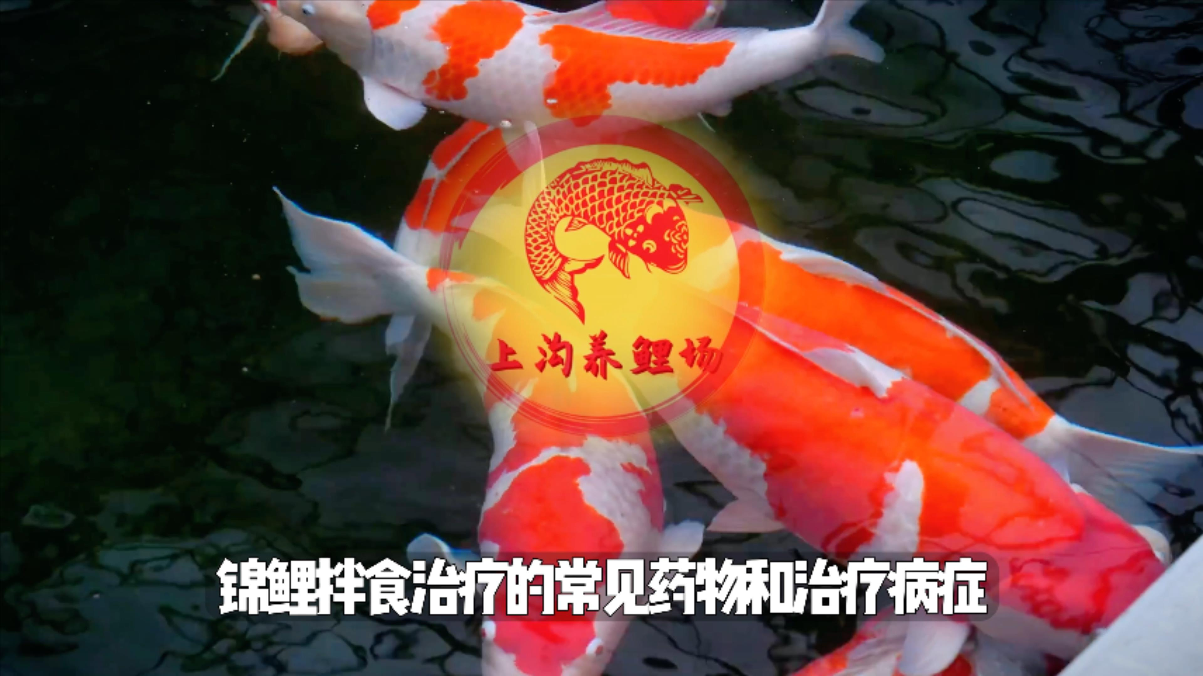 盘点锦鲤出现鱼病时,有哪些药品可以通过拌饲料的方式进行治疗?