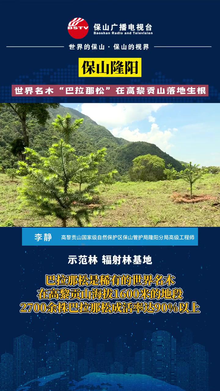 保山隆阳:世界名木"巴拉那松"在高黎贡山落地生根 新闻 云南保山 种植