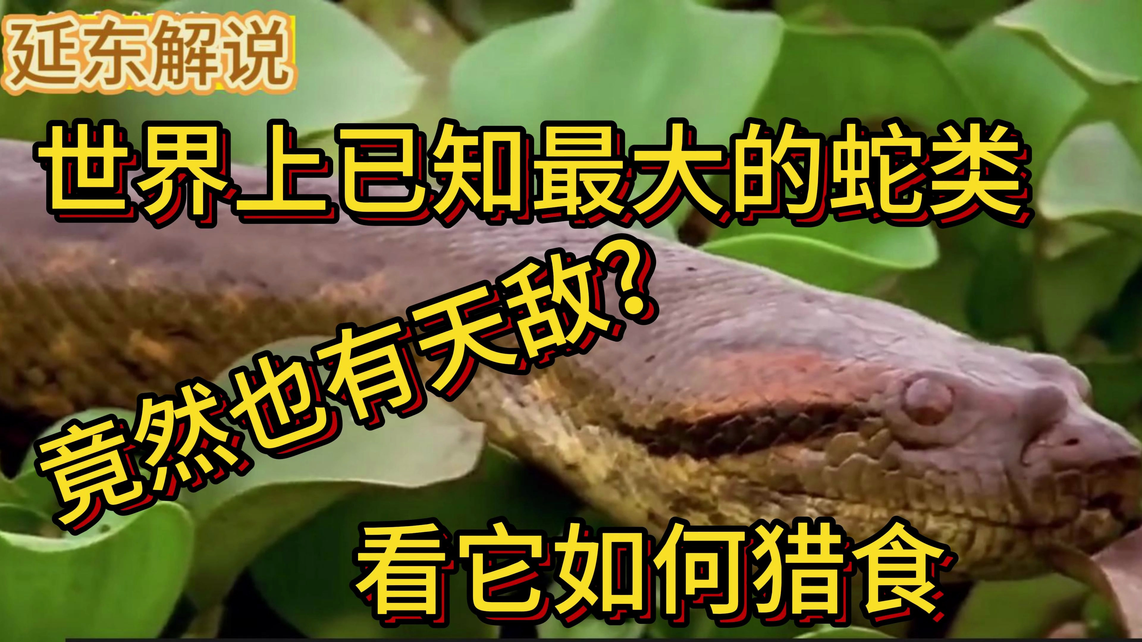 世界上体型最大的蛇类森蚺,竟然也有天敌?它竟是这样捕食!