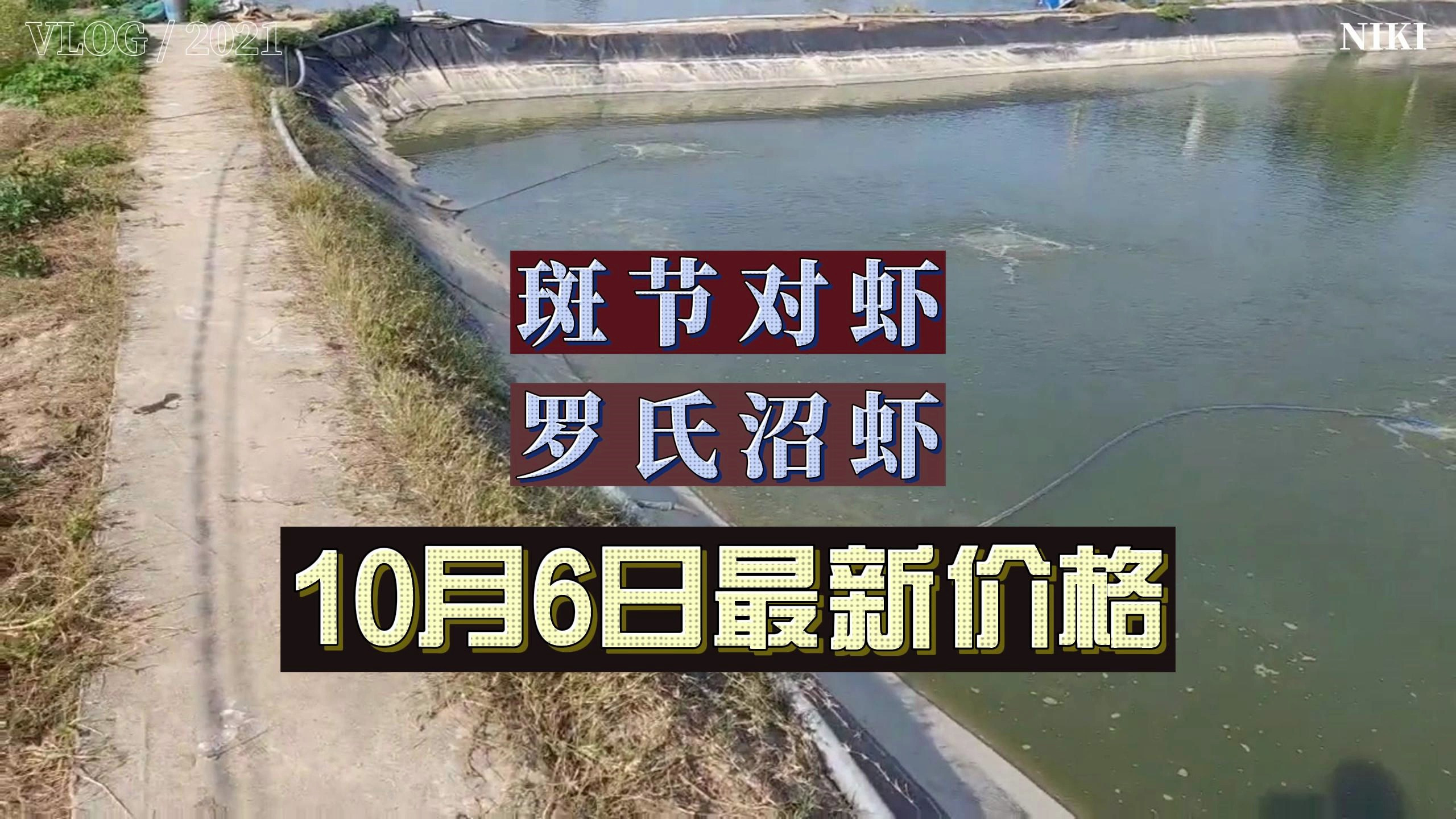 节日刚过,虾价下滑,养虾困难增大!10月6最新虾价格!