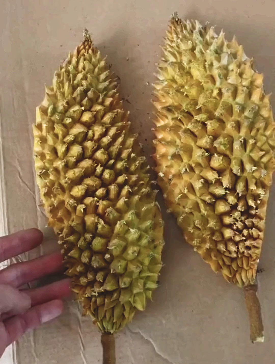 超级榴莲皮,搞笑沙雕