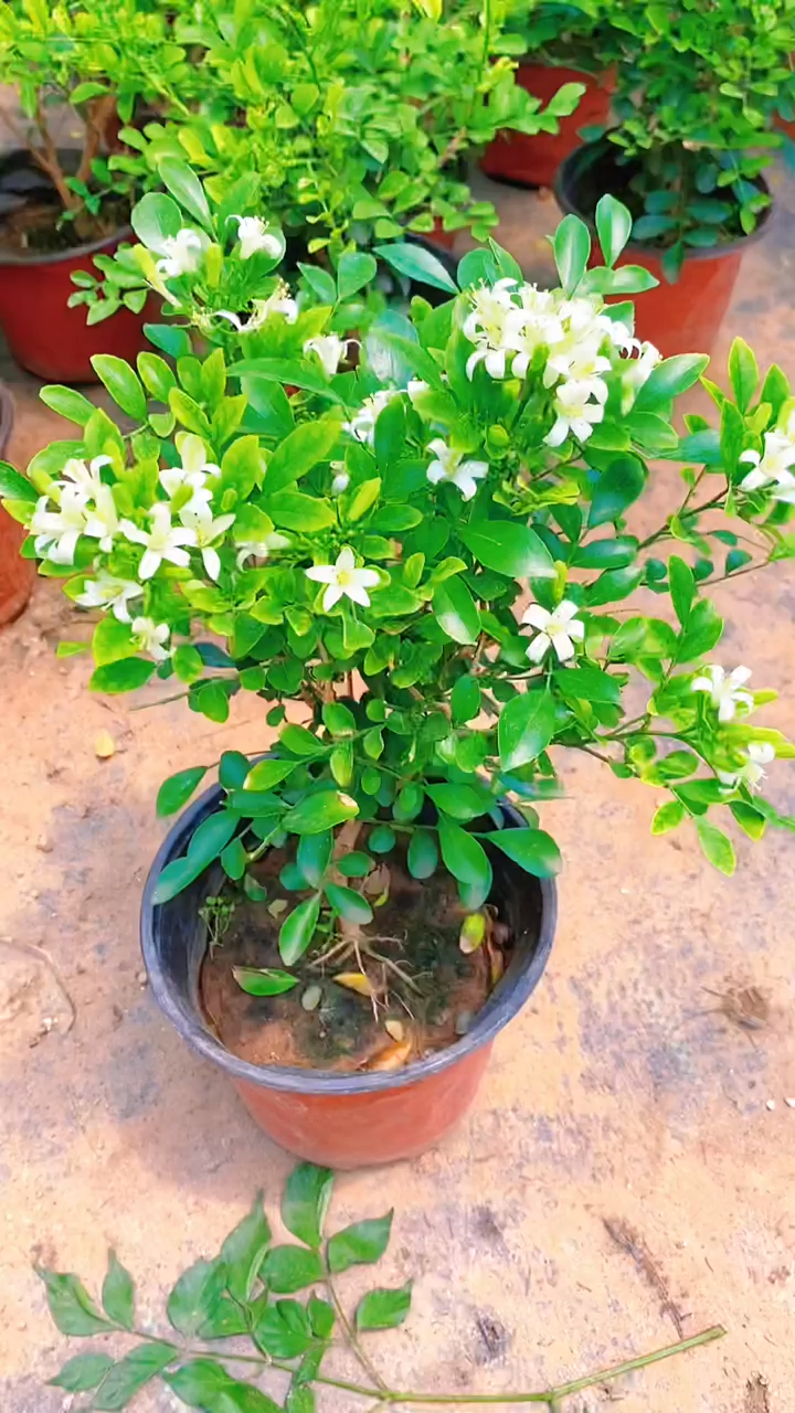 九里香种家中是合适的,因为它不但叶子好看,花朵也十分清香