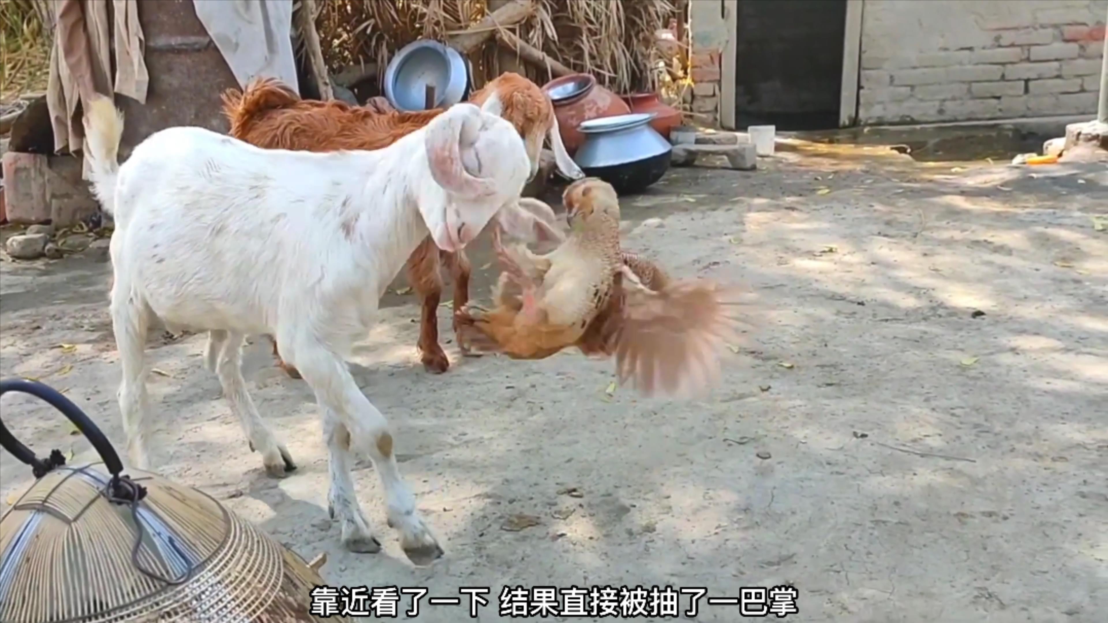 竹鸡一脚抽在山羊脸上,羊的好奇心强被打脸了吧,真找打