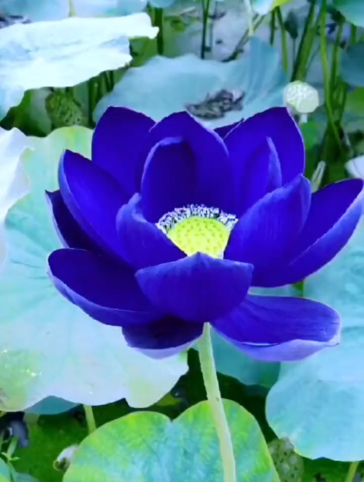 蓝色妖姬,蓝莲花怎么能如此美丽!