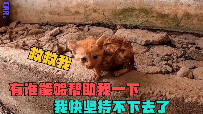 在廢棄的船廠內，一衹小貓被人丟棄在了此処，此時的他已命懸一線