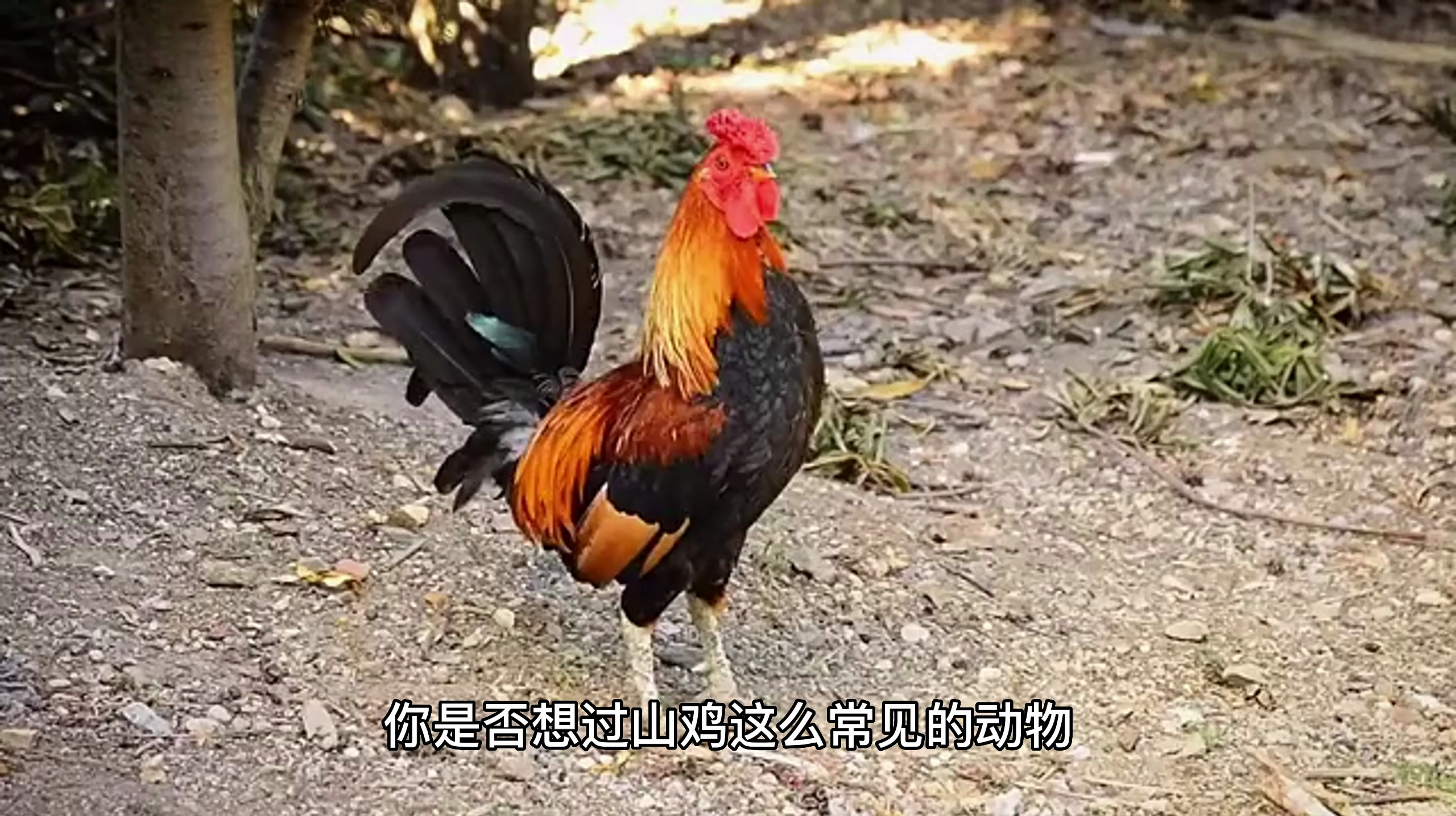 山鸡吃什么食物怎么喂养