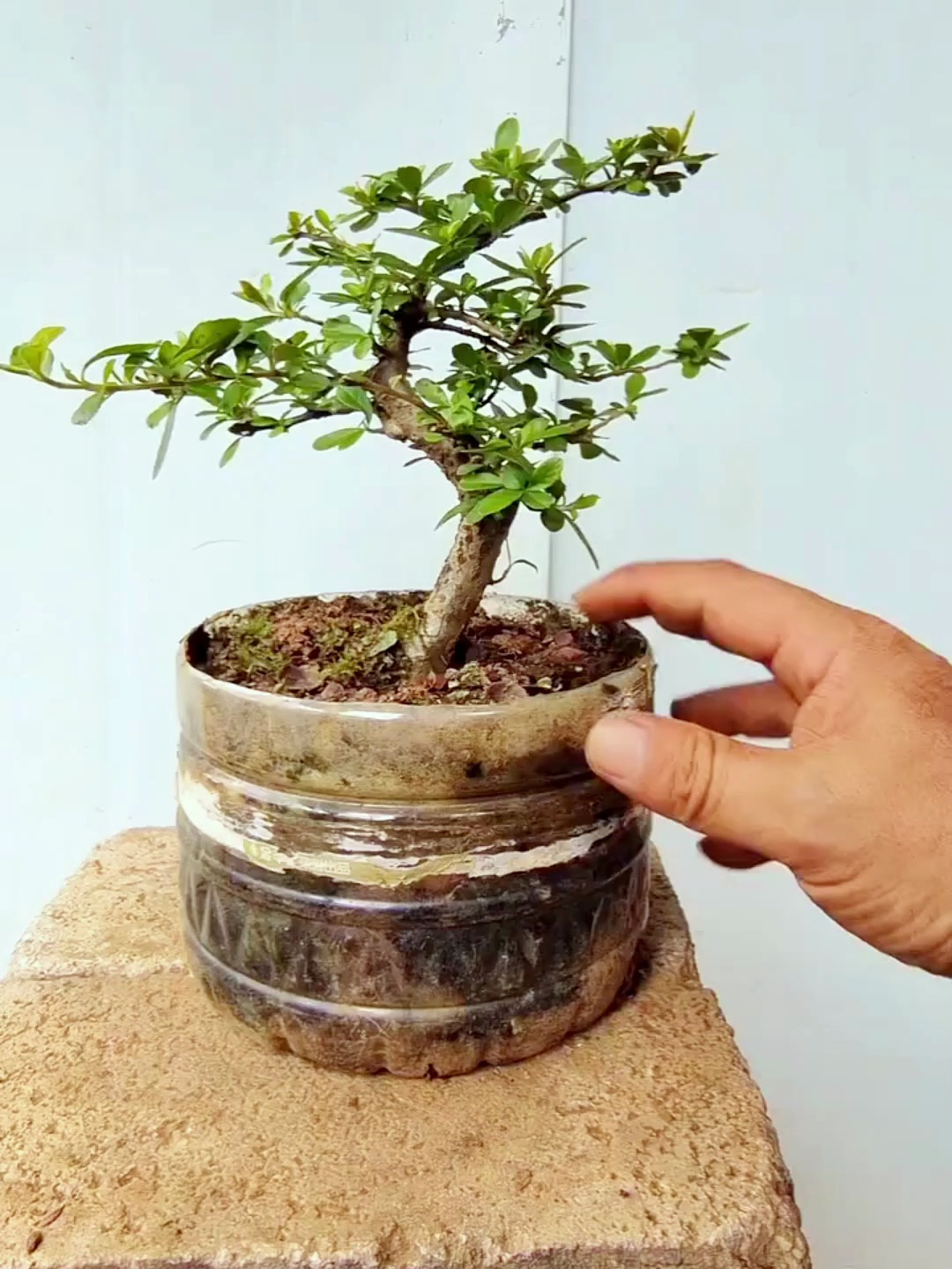 枝条较多的火棘素材,如何修剪造型?