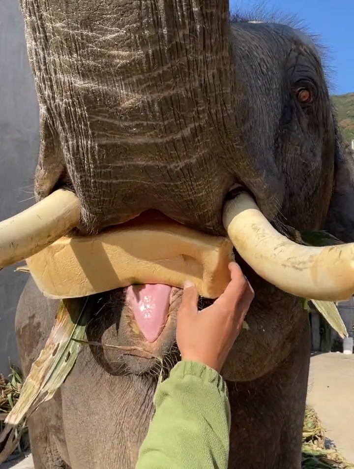 一口一条老丈人枕头面包 大象吃面包?-度小视