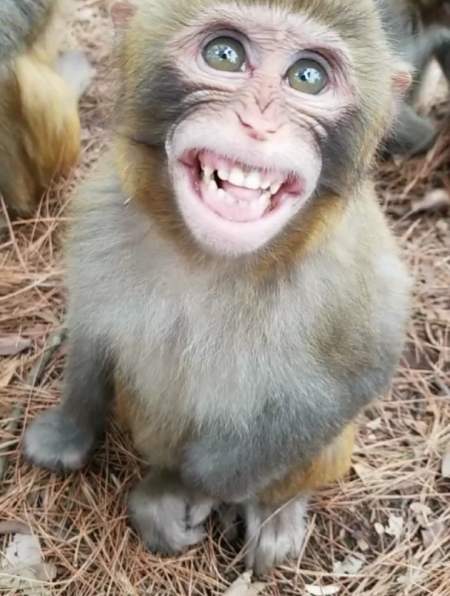 看猴子这雪白的牙齿,不知道怎么保养的-度小视