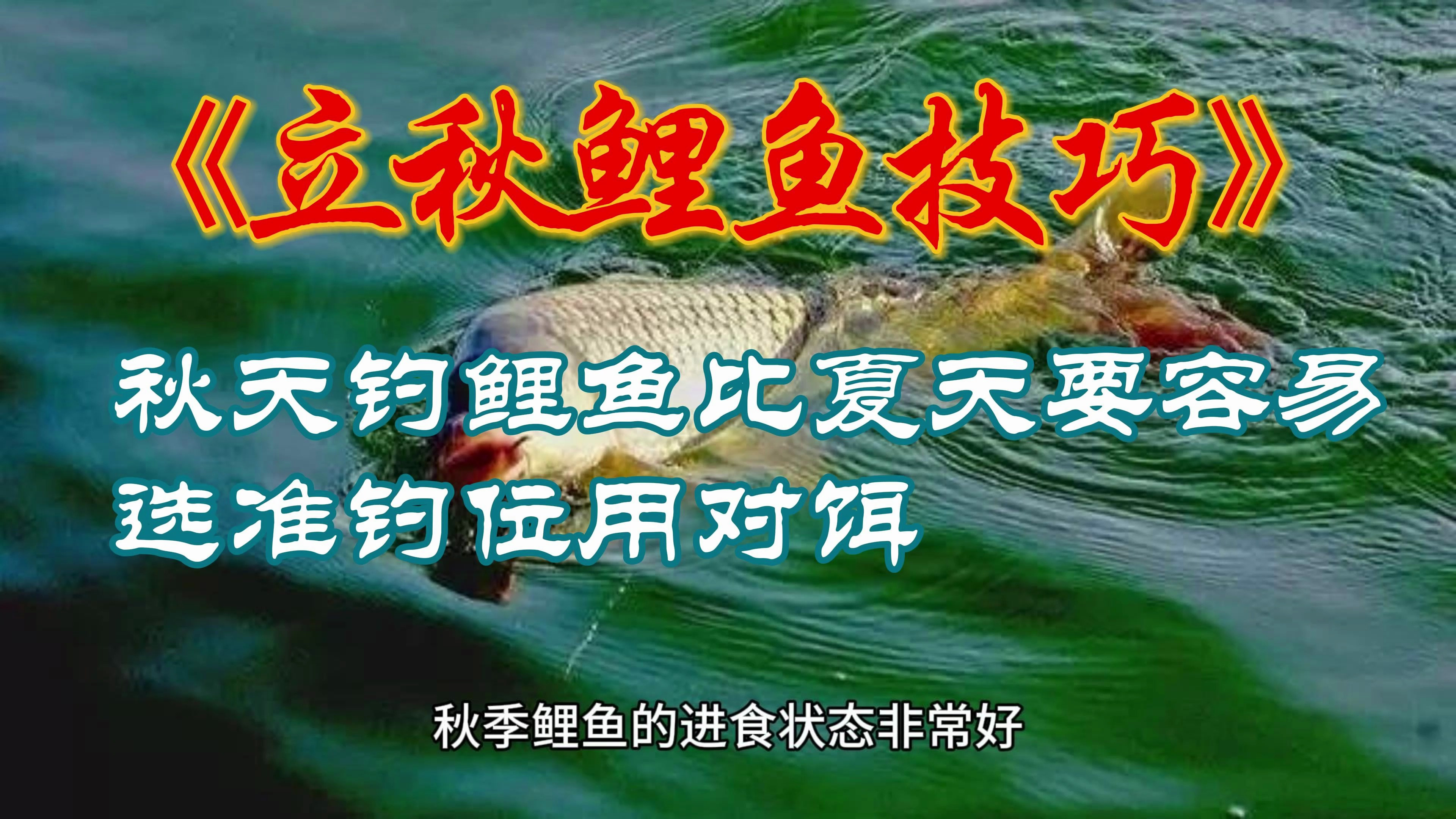 秋天钓鲤鱼比夏天要容易,选准钓位用对饵