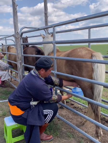 巴图带你看草原人民如何挤马奶-度小视
