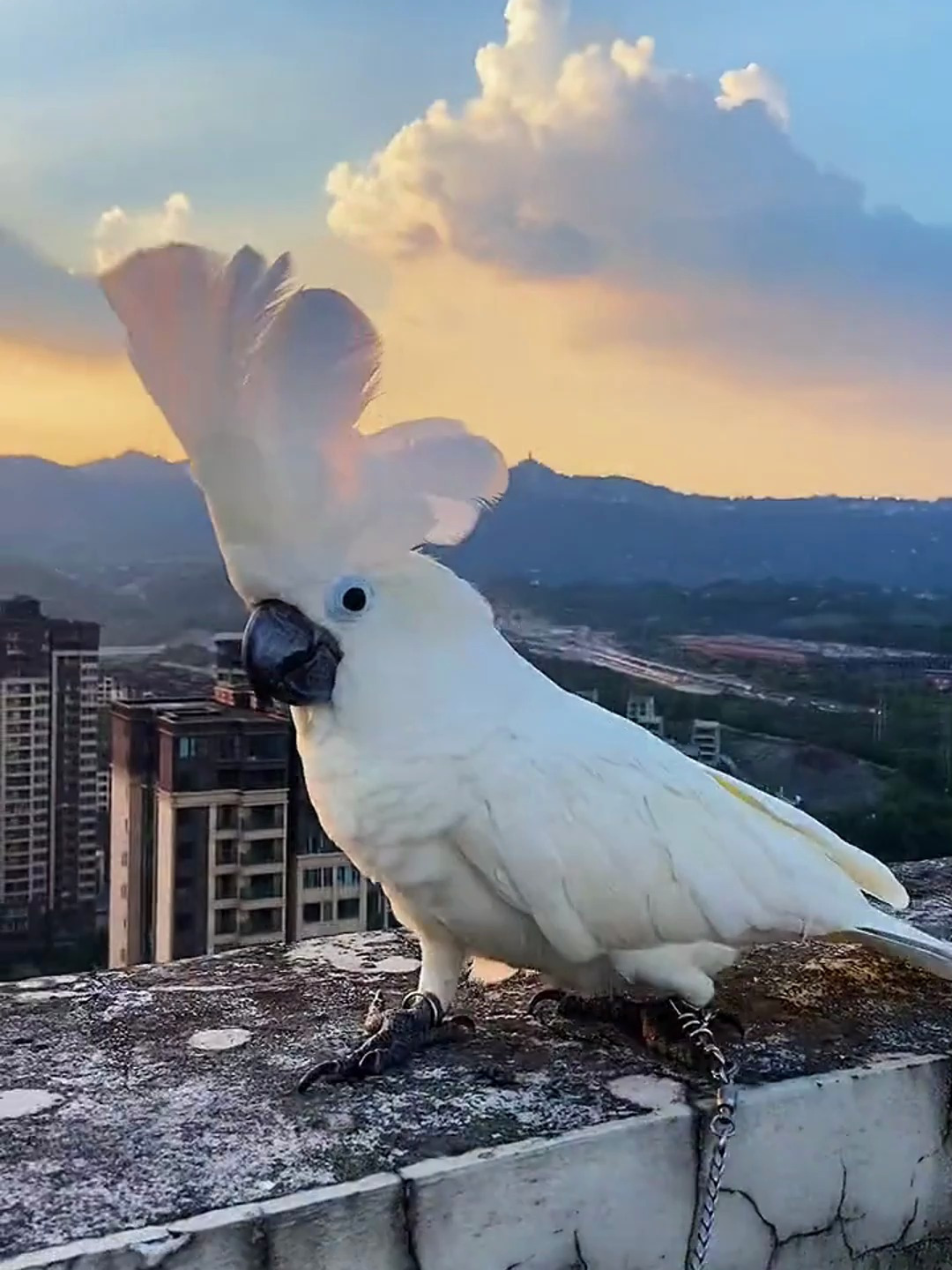 粉红葵花鹦鹉图片