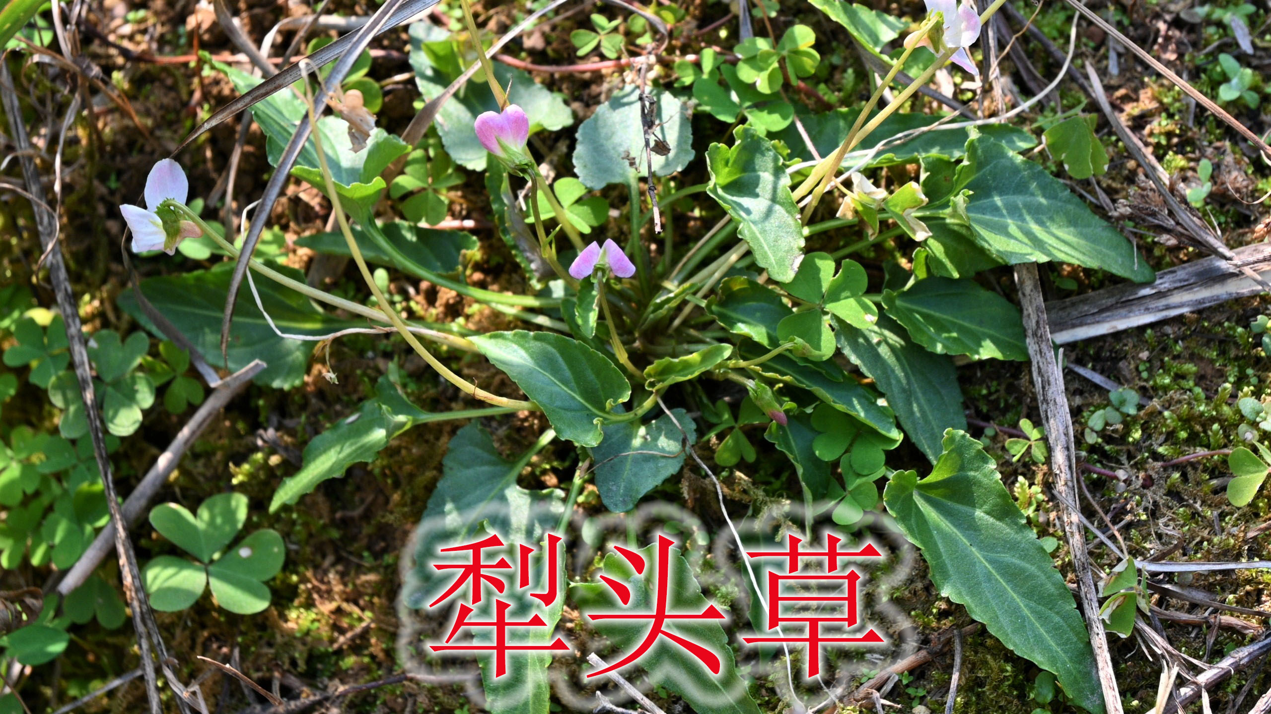 寻找蛇药植物“犁头草”，农村别称“清肺草”，遇见可不要错过