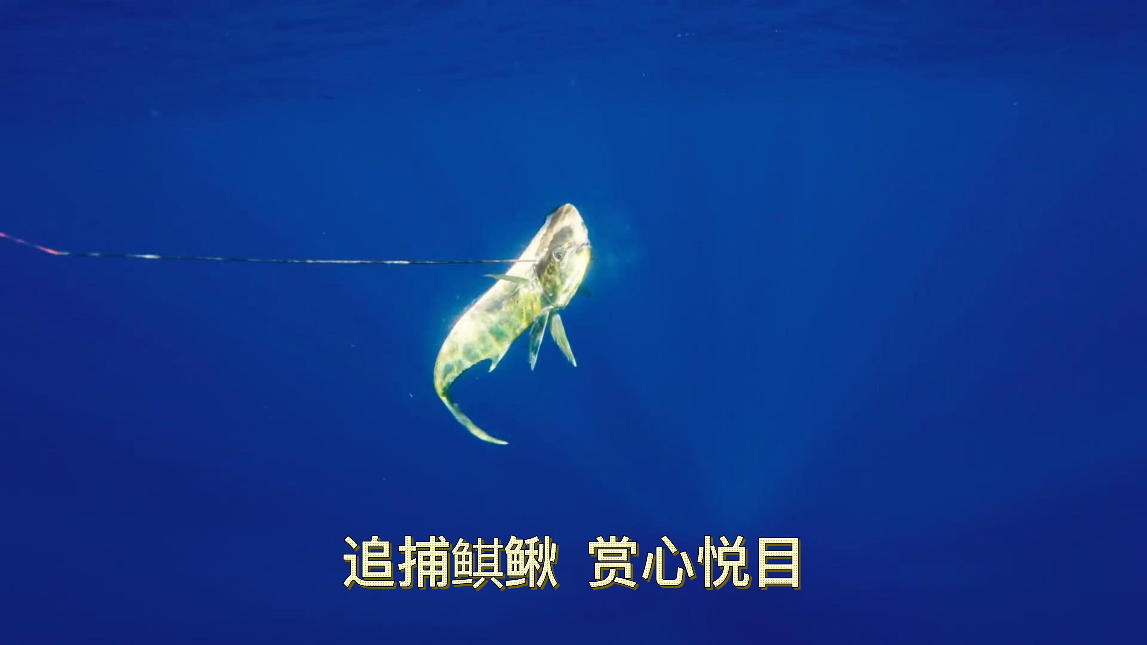 追捕鲯鳅鱼,赏心悦目
