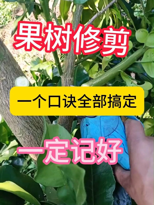 乔木怎么修剪养护(乔木修剪养护施工方案及流程)