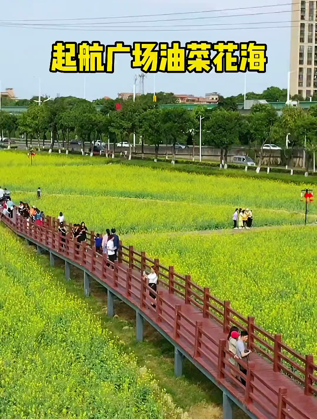 在石碣的启航广场发现好大一片油菜花海,金灿灿的非常漂亮