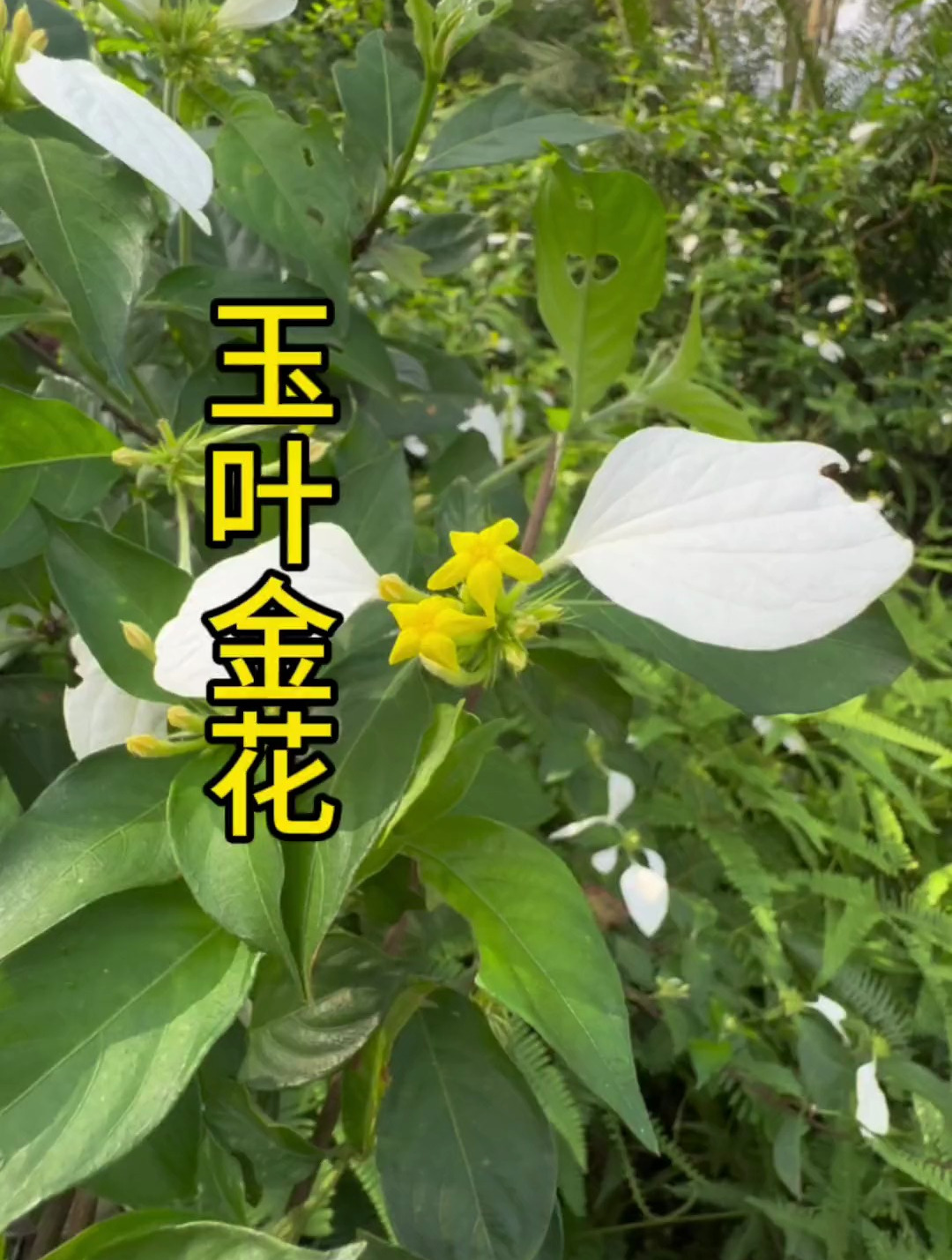 玉叶金花,你认识吗?一起来看看