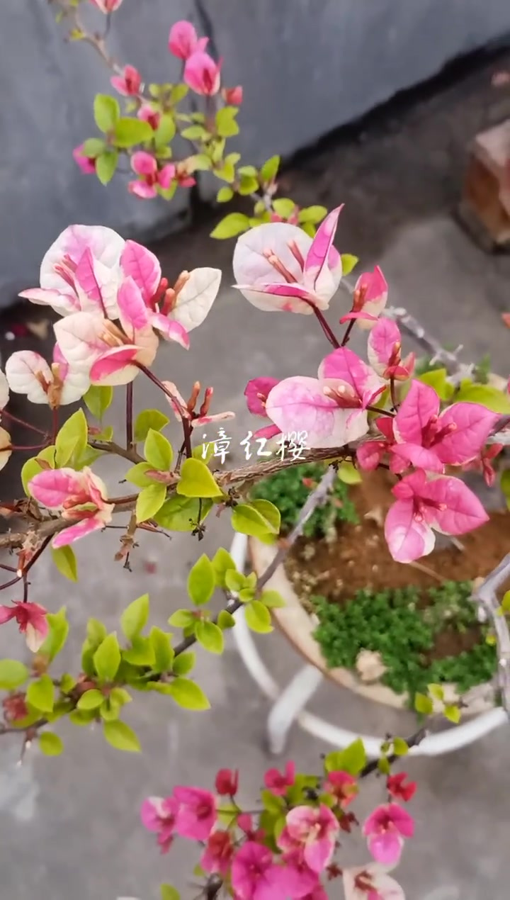 漳红樱和广红樱漳红樱花苞时冻了开好小